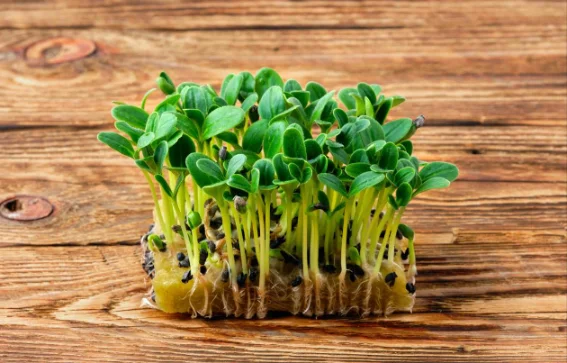 Микрозелень бораго (огуречная трава)